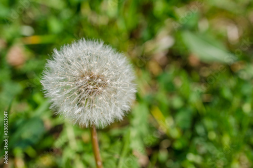 Close up shot of fluffy blowball of dandelion flower on green meadow. Light seeds on flower ready to fly away.