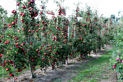 tree in the orchard with juicy apples