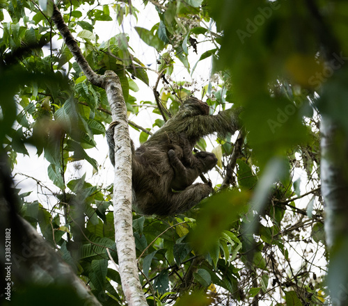 Sloth and baby sloth climbing through trees, from below © A. Smith