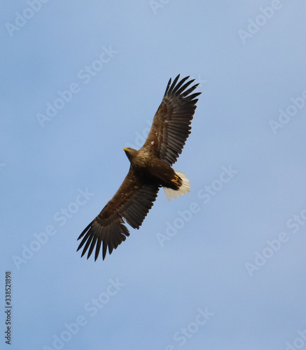 eagle in flight © Mariusz