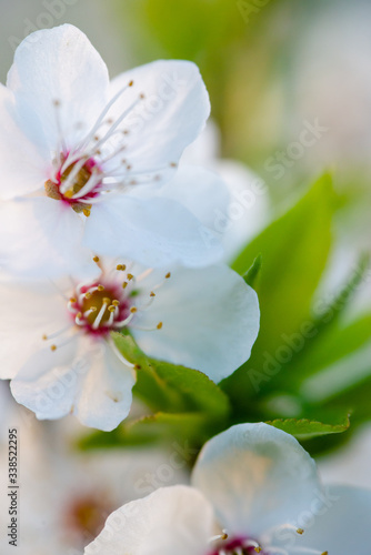 Flowering branch of fruit tree. Cherry blossomed in the spring. © sergo321