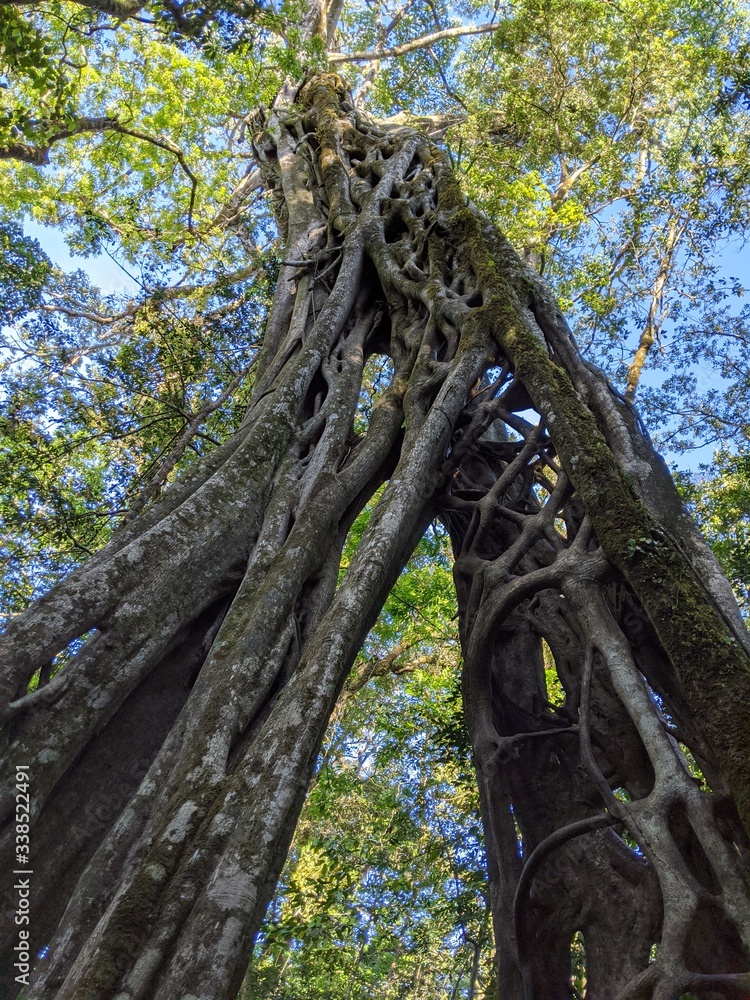 Fototapeta premium Old hollow Ficus tree, Costa Rica