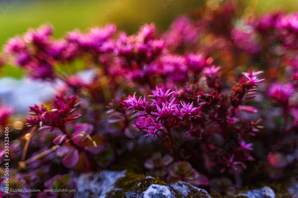 flower, purple, nature, plant, flowers, garden, pink, green, spring, summer, flora, bloom, blossom, macro, floral, beauty, violet, natural, beautiful, blooming, color, leaf, closeup, botany, petal flower, purple, nature, plant, flowers, garden, pink, green, spring, summer, flora, bloom, blossom, macro, floral, beauty, violet, natural, beautiful, blooming, color, leaf, closeup, botany, petal