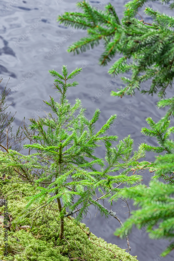 Small fir tree on the sand cliff near the river Small fir tree on the sand cliff near the river