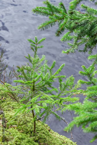Small fir tree on the sand cliff near the river