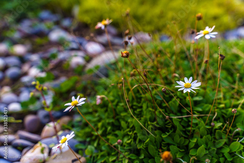 flower, nature, flowers, plant, pink, green, spring, summer, garden, blossom, flora, meadow, field, bloom, beauty, beautiful, grass, macro, white, daisy, purple, natural, color, floral, wild