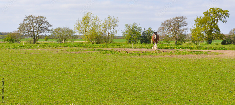 Fototapeta premium Shire Horse in Field, Panoramic - Elvington, Selby, UK