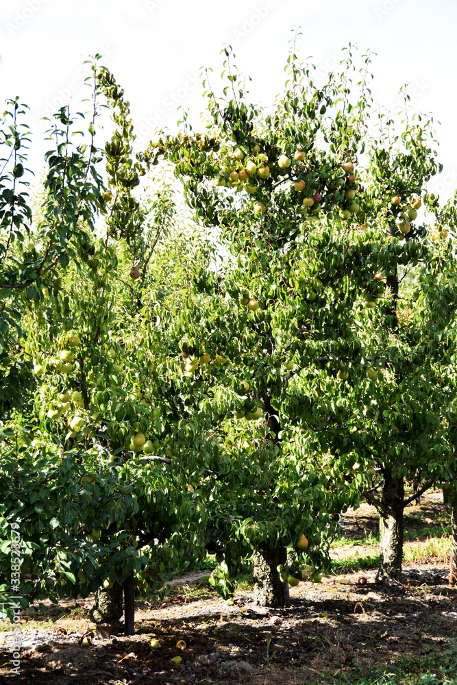 tree in the orchard with juicy pears