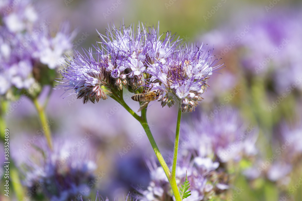 Phacelia honey flowers bloomed Phacelia honey flowers bloomed