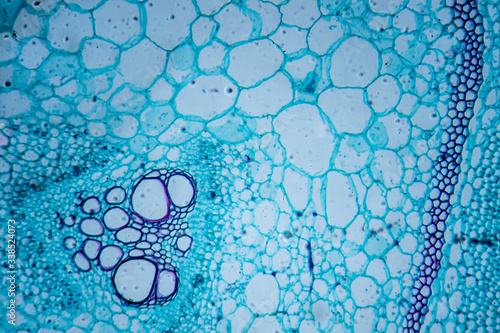 Microscopic image of pumpkin stem (cross-section)