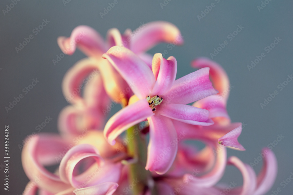 Macro closeup pink hyacinths on a grey background. Flowering and spring.