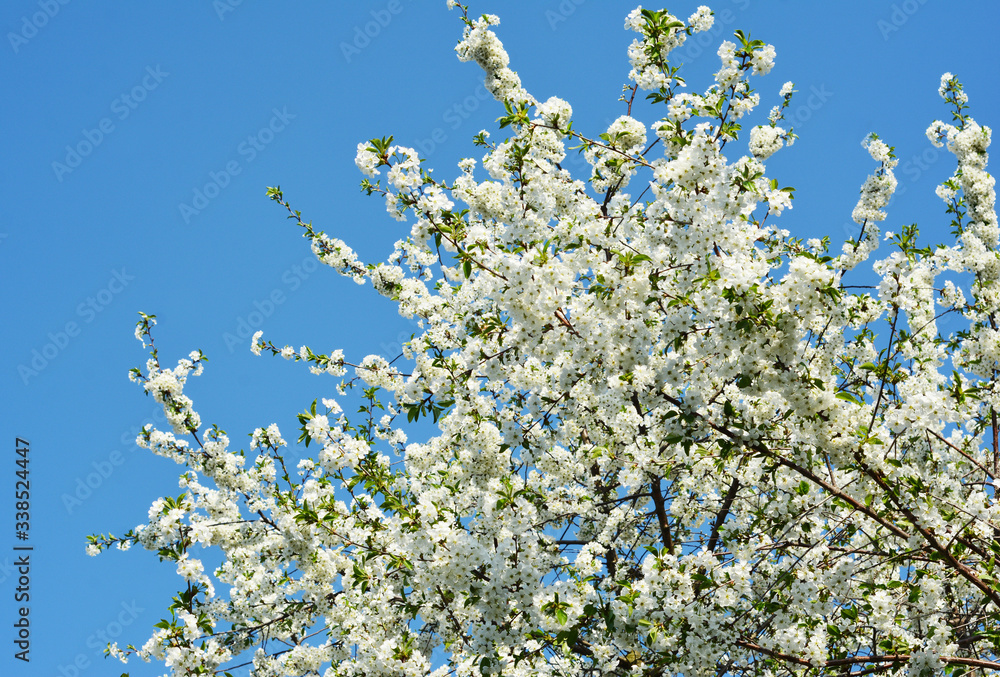 Beautiful blooming cherry tree with white cherry blossom against blue cloudless sky. Beautiful blooming cherry tree with white cherry blossom against blue cloudless sky.