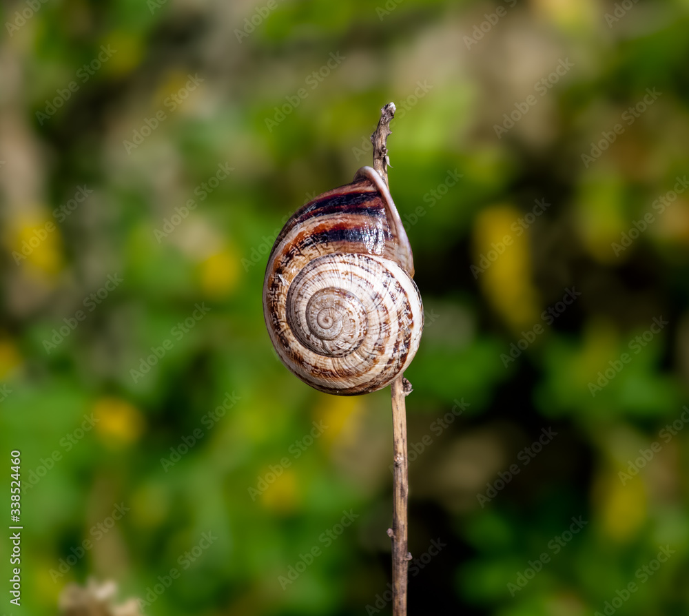 snail on a twig close up blurred green background snail on a twig close up blurred green background