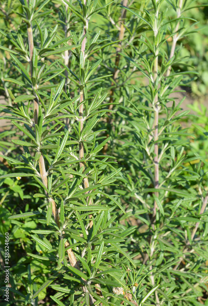 A close-up on rosemary, salvia rosmarinus, aromatic evergreen rosemary herb in the garden that is used to flavor various foods, such as stuffing and roast meats. A close-up on rosemary, salvia rosmarinus, aromatic evergreen rosemary herb in the garden that is used to flavor various foods, such as stuffing and roast meats.