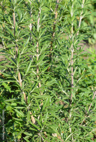 A close-up on rosemary, salvia rosmarinus, aromatic evergreen rosemary herb in the garden that is used to flavor various foods, such as stuffing and roast meats.