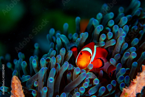 clown fish on coral reef © leslie