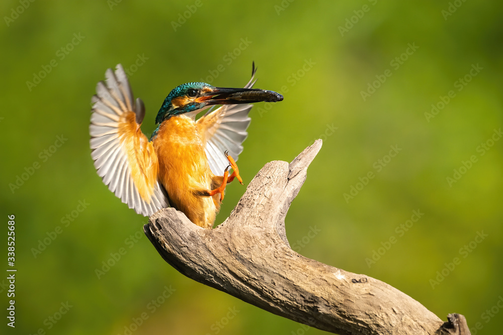 Fototapeta premium Lovely common kingfisher, alcedo atthis, landing with a catch in summer at sunrise. Animal with orange and blue feathers holding a fish. Colorful bird in summer nature.