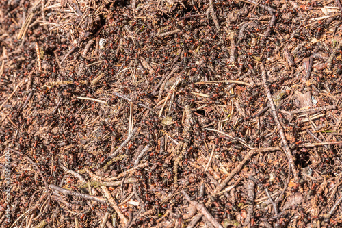 Anthill with lot of ants in wildlife