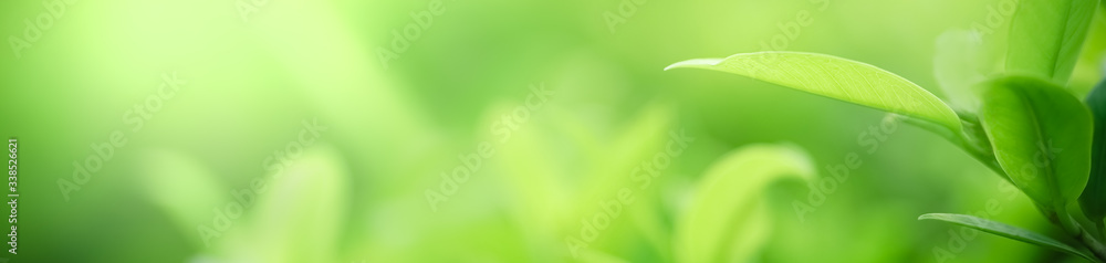 Close up beautiful nature view green leaf on blurred greenery background under sunlight with bokeh and copy space using as background natural plants landscape, ecology cover concept. Close up beautiful nature view green leaf on blurred greenery background under sunlight with bokeh and copy space using as background natural plants landscape, ecology cover concept.