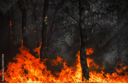  wildfire  burning pine forest .