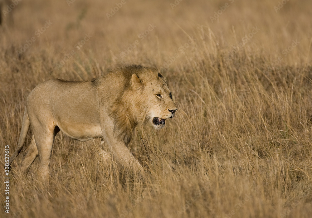 Lions on the Masai Mara Preserve, Kenya Africa Lions on the Masai Mara Preserve, Kenya Africa
