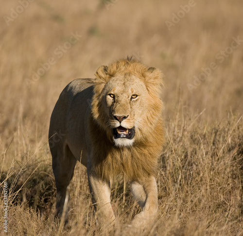 Lions on the Masai Mara Preserve  Kenya Africa