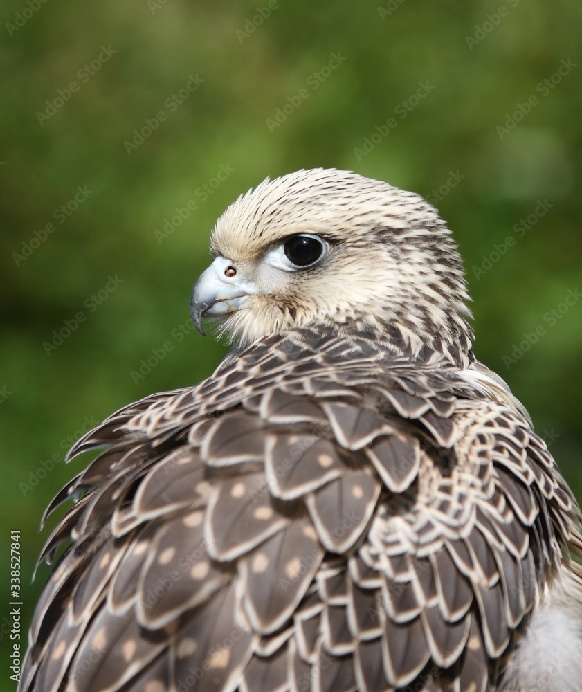 Fototapeta premium A captive Gyrfalcon under the care of a master falconer