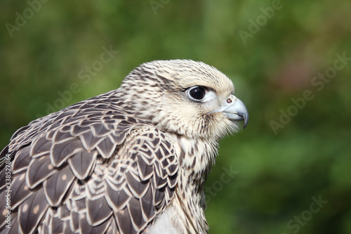 A captive Gyrfalcon under the care of a master falconer