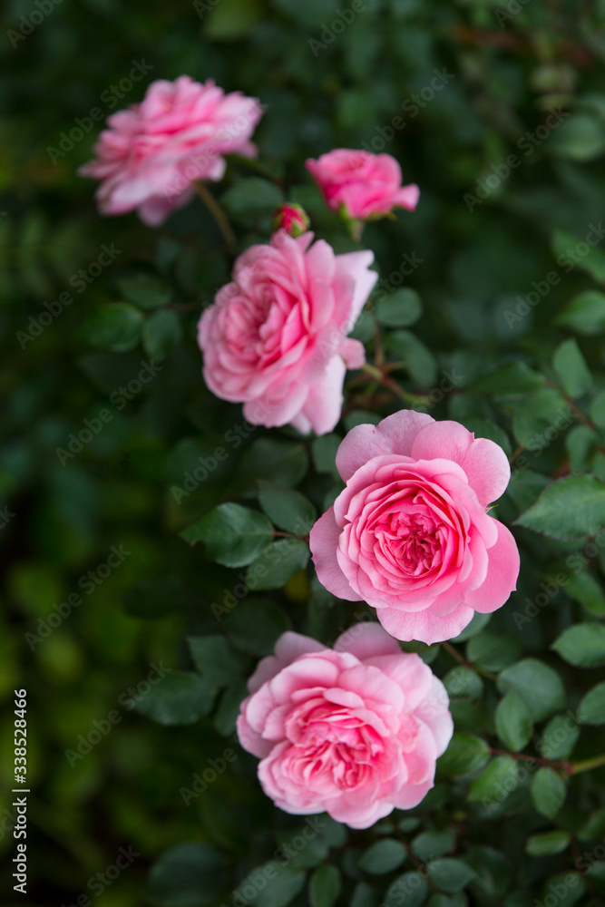 pink rose bush in the garden