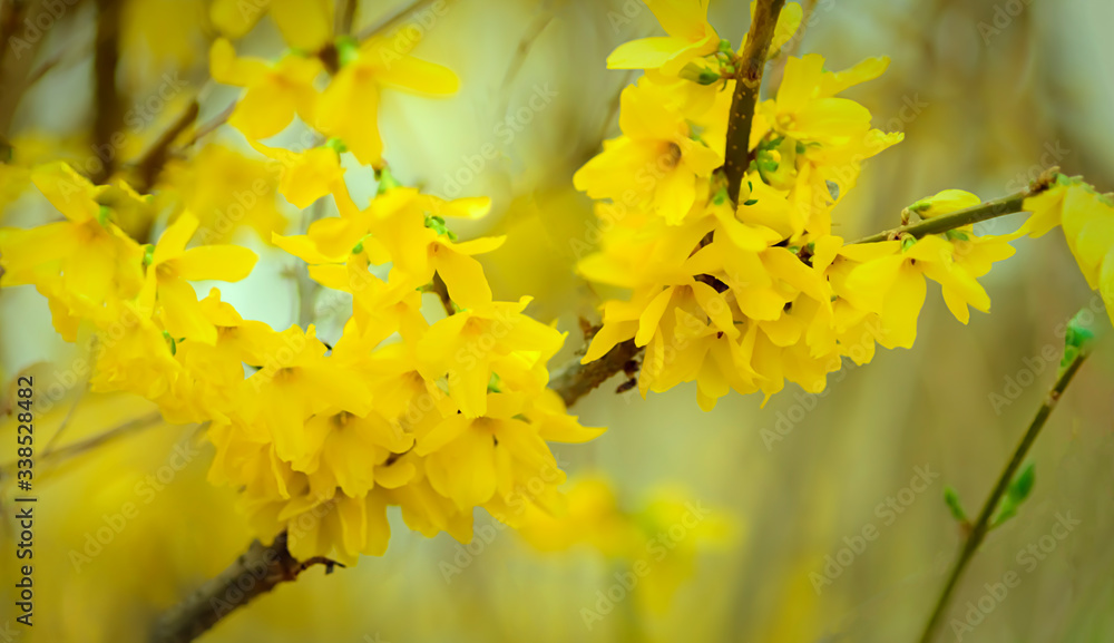 Forsythie gelb Landschaft als Hintergrund Forsythie gelb Landschaft als Hintergrund