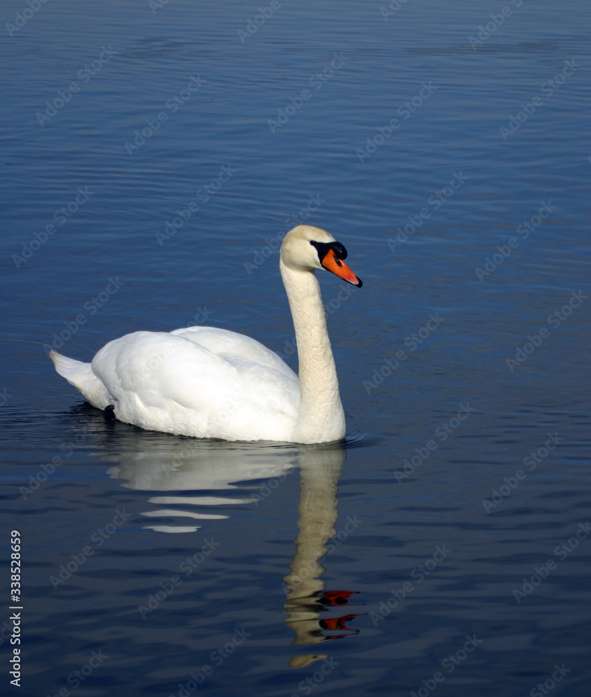 Mute Swans on Ice Covered Hudson River Mute Swans on Ice Covered Hudson River