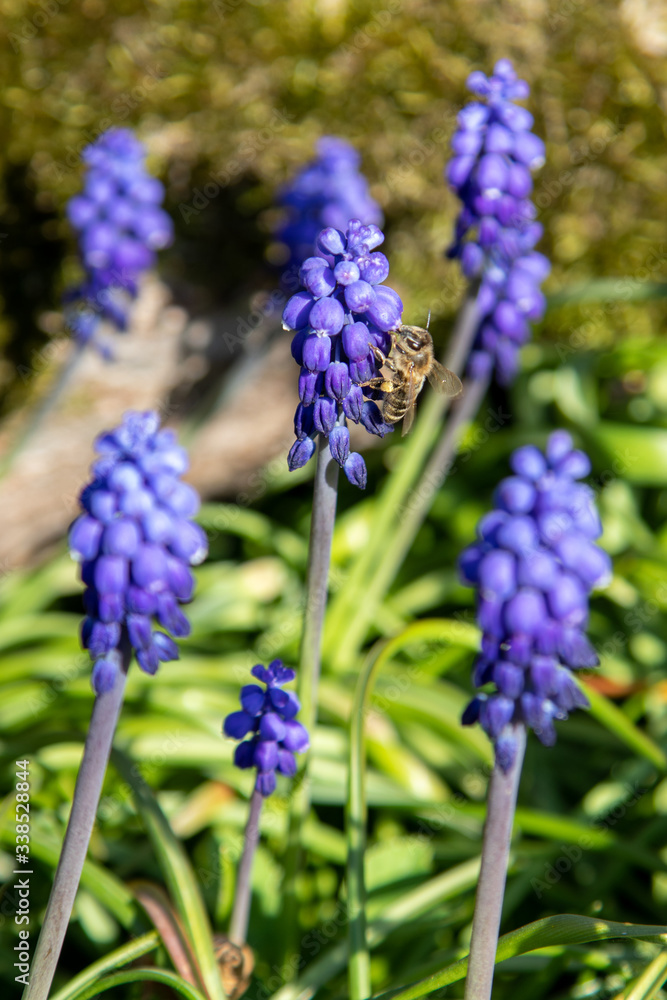 Blue and purple flowers with bee in a garden. Blue and purple flowers with bee in a garden.