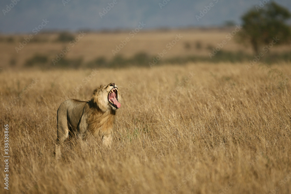 Obraz premium Lions on the Masai Mara Preserve, Kenya Africa