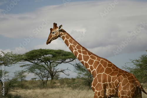 Photography Reticulated Giraffe in Samburu National Preserve, Kenya Africa