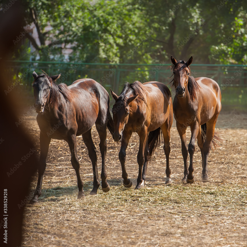 Horses in the paddock. The breed is an English racehorse. Horses in the paddock. The breed is an English racehorse.