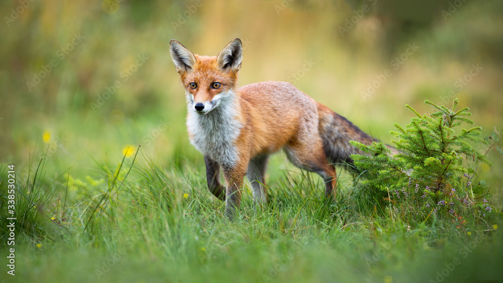 Curious red fox, vulpes vulpes, approaching on a glade with green grass and small spruce tree in summer. Interested mammal walking on meadow with copy space. Predator coming closer in wilderness. Curious red fox, vulpes vulpes, approaching on a glade with green grass and small spruce tree in summer. Interested mammal walking on meadow with copy space. Predator coming closer in wilderness.