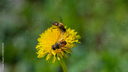 Bee drones collect nectar on dandelion flowers. Natural background.