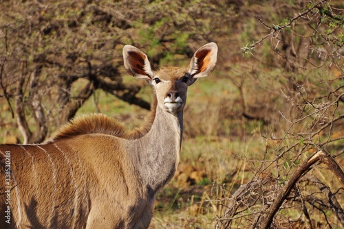 Fototapeta Naklejka Na Ścianę i Meble -  Portrait of a female Kudu in South Africa.