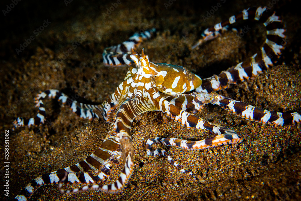 Fototapeta premium wunderpus octopus