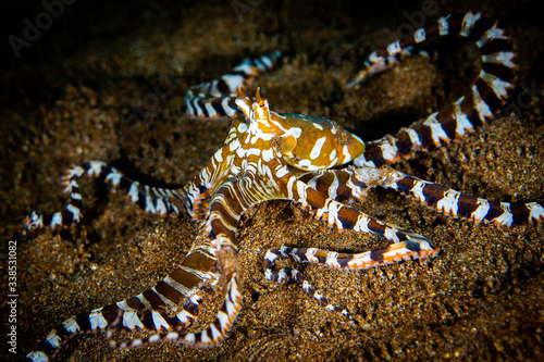 wunderpus octopus