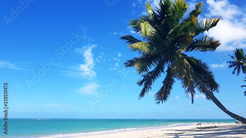 coqueiro na praia  mar  para  so  f  rias  natureza    guas cristalinas