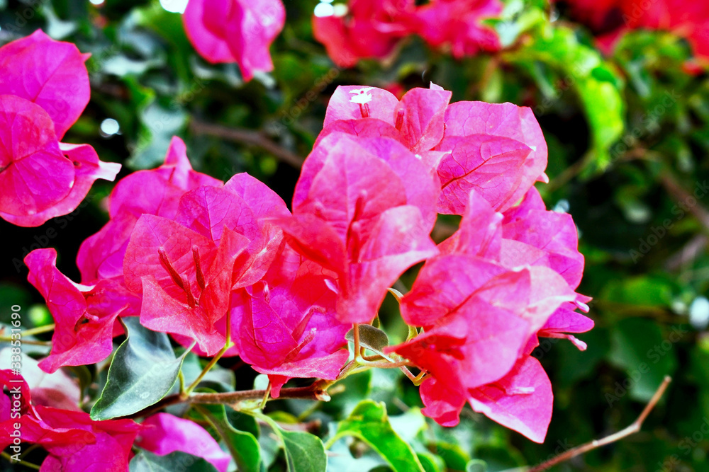 red bougainvillea in the park garden
red bougainvillea in the park garden