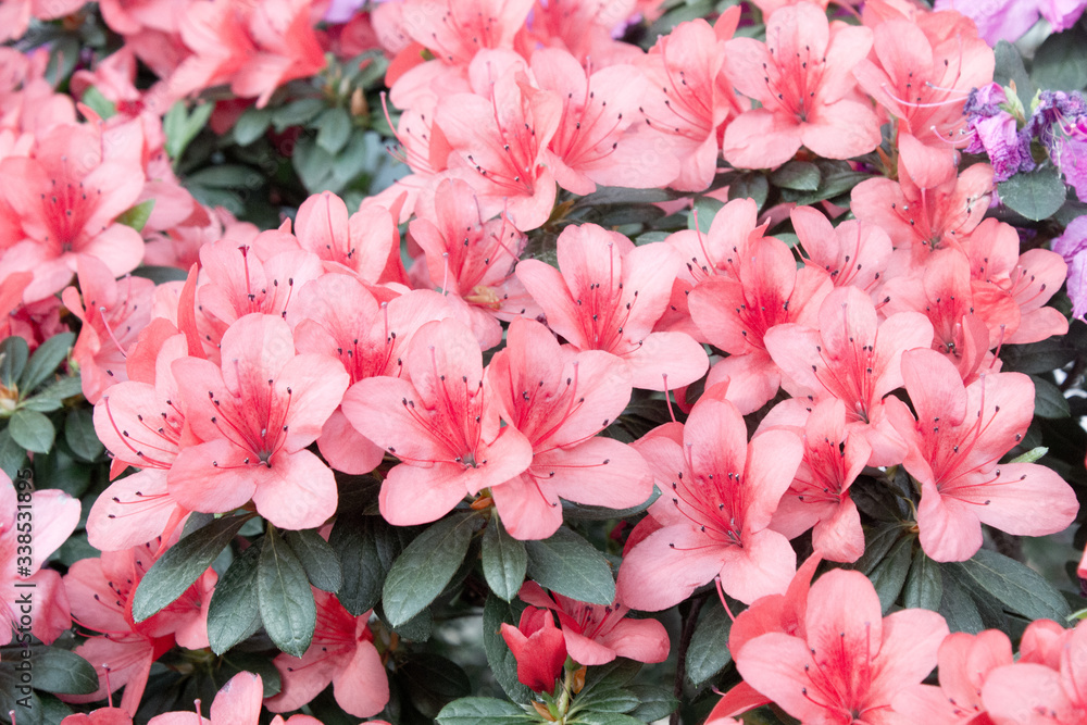 Azalea Flower Azalea Flower