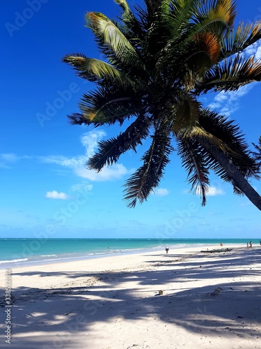 coqueiro  palmeira  para  so  praia  natureza  f  rias  