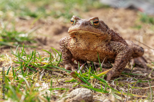 toad or frog in the grass