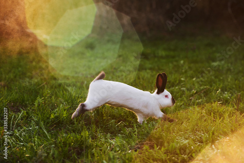 Fototapeta Naklejka Na Ścianę i Meble -  Rabbit jumping in the meadow