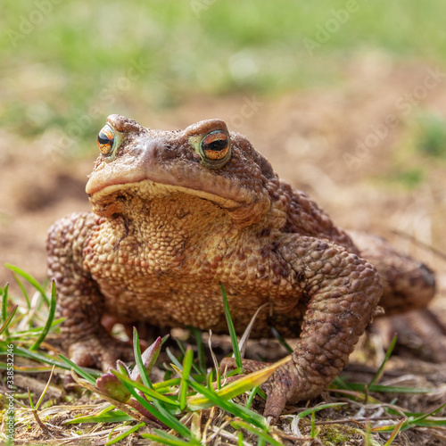 frog or toad on the ground