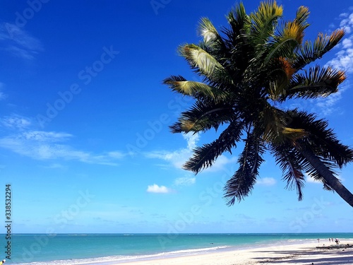 Fototapeta Naklejka Na Ścianę i Meble -  coqueiro, palmeira, paraíso, praia, natureza, férias, 