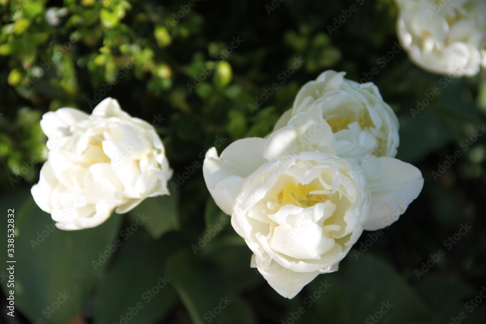 White glossy fresh tulip flower bud White glossy fresh tulip flower bud