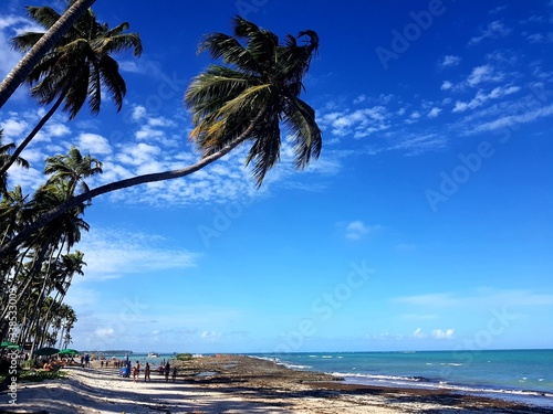 coqueiro, palmeira, paraíso, praia, natureza, férias,  photo